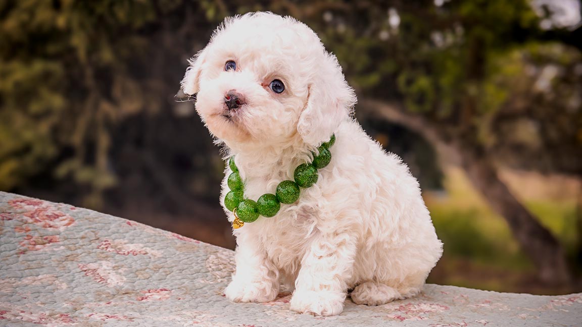 How-big-does-a-Schnoodle-get-banner How big does a Schnoodle get? White Shcnoodle puppy