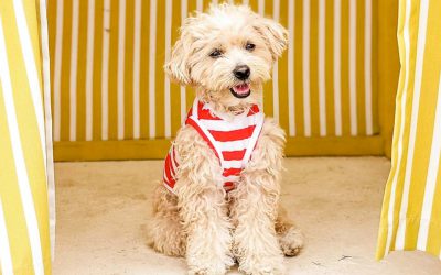 How to Groom a Schnoodle: The Complete Grooming Guide