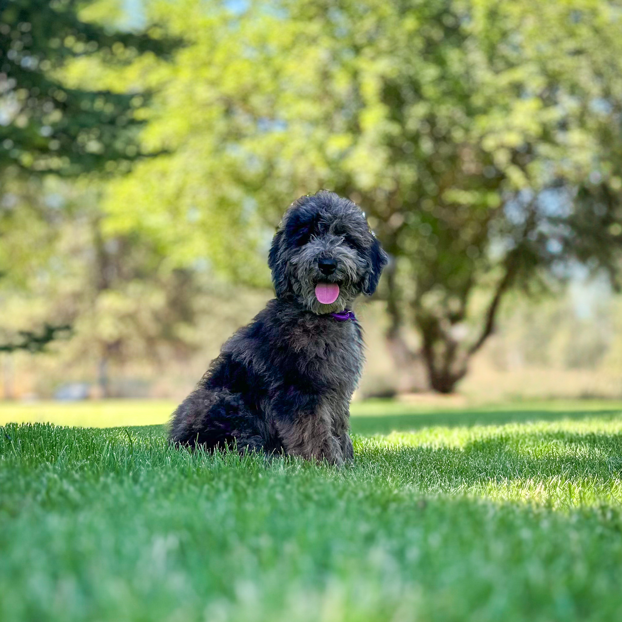 Midnight Moon - Sable Habibi Bear puppy for sale 