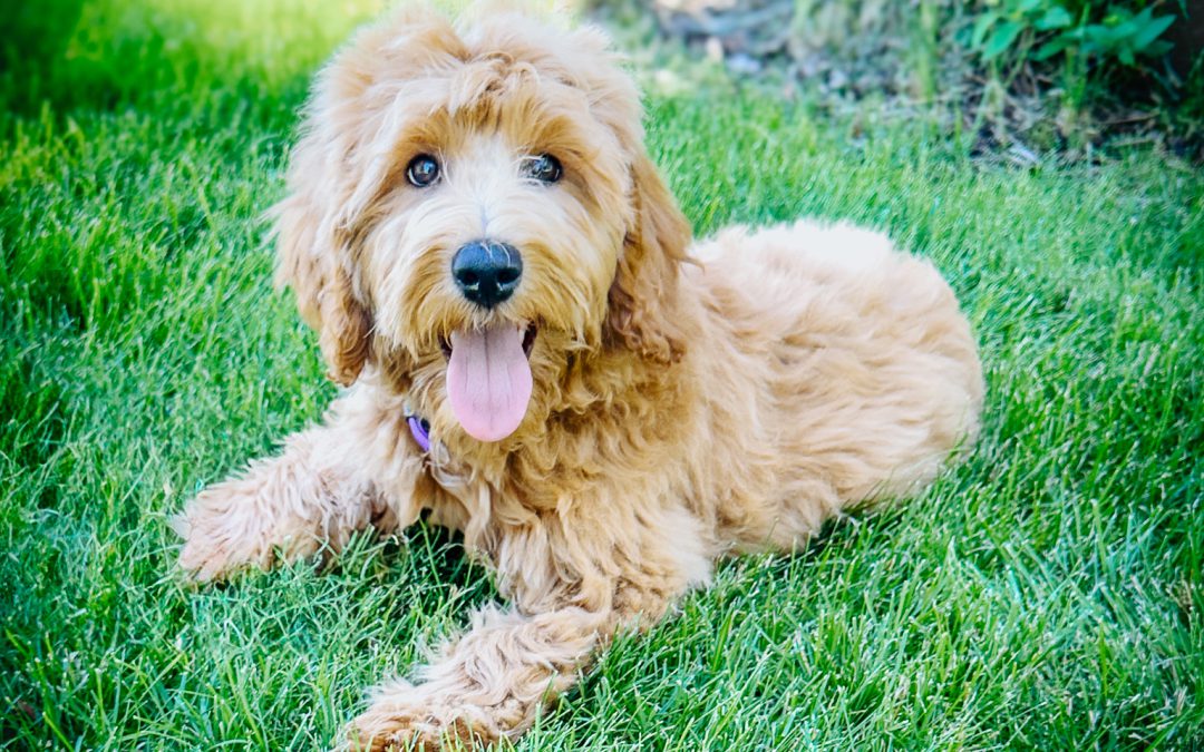 Assigning New Meanings to Puppy Barking: Understanding Communication, Not Just Noise