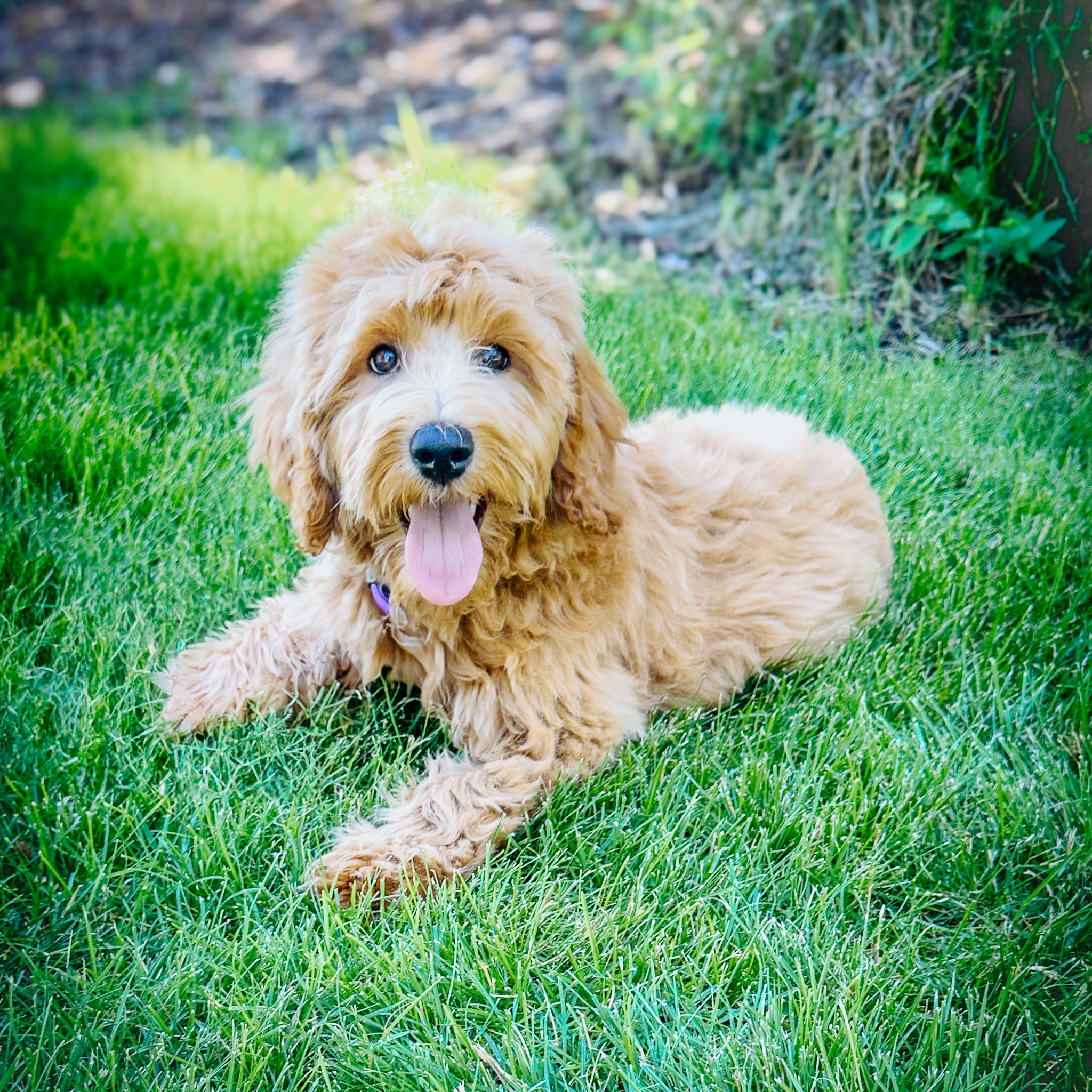 Rip CIty - Sable HAbibi Bear puppy for sale 
