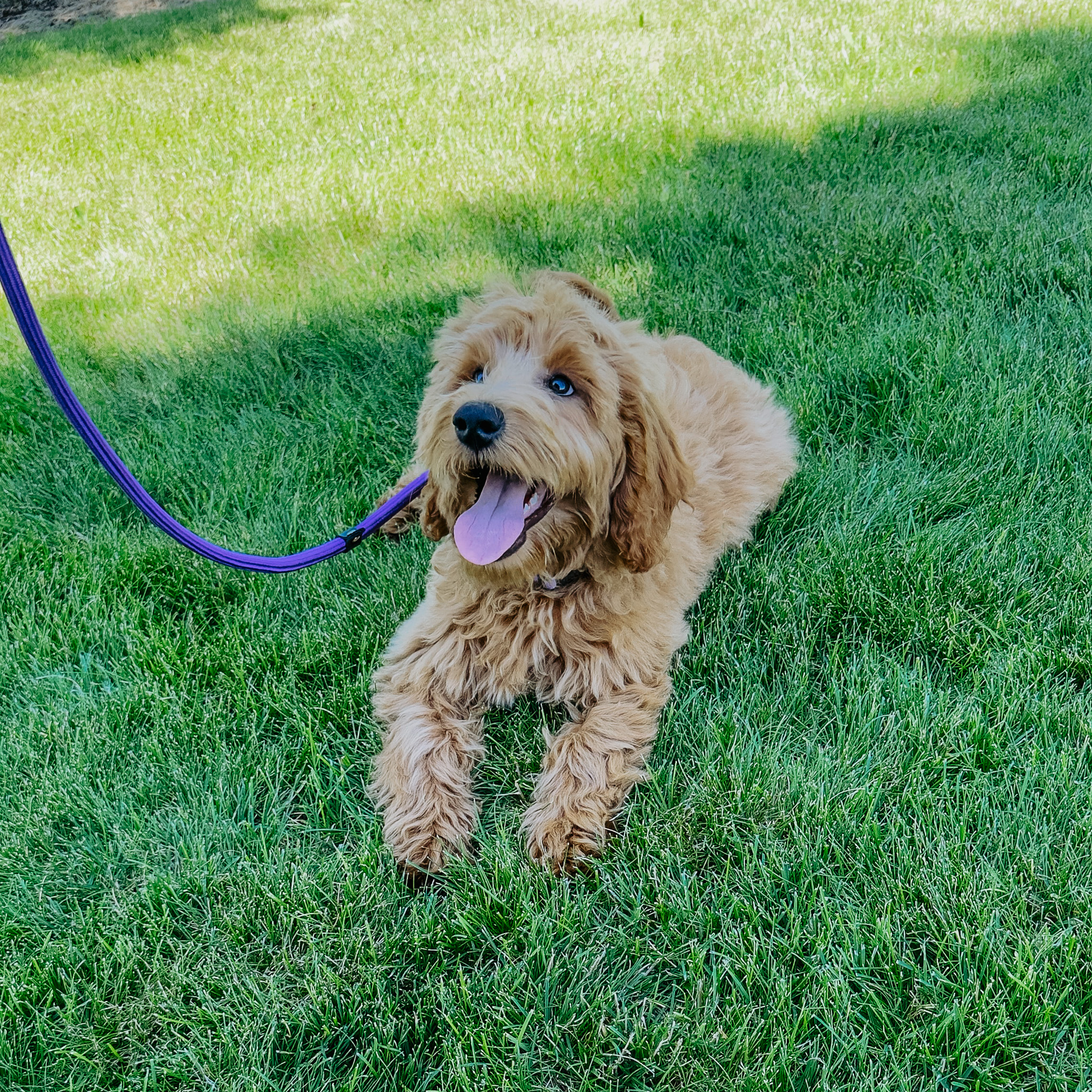 Are doodles hypoallergenic? 
