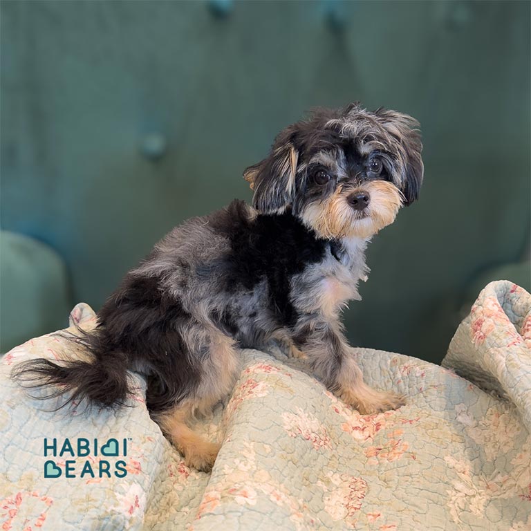 Maltipoo-2 Maltipoo puppy