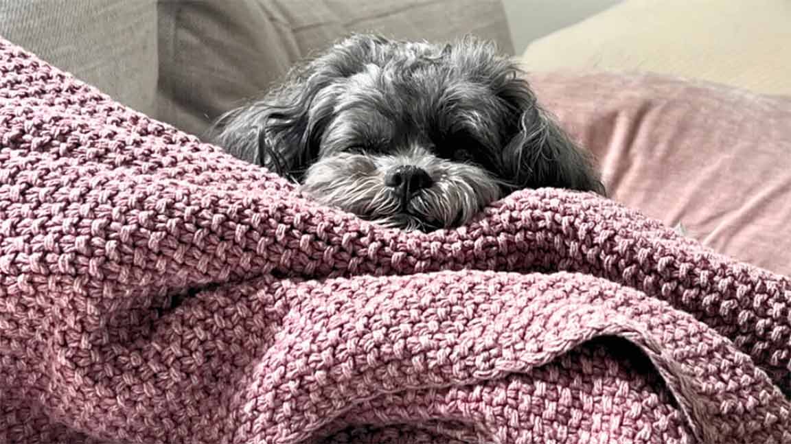 Maltipoo-3 Maltipoo lying down in a blanket