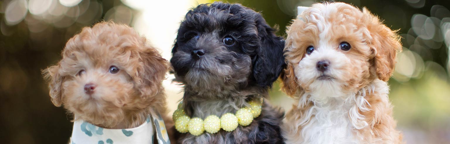 Maltipoo puppies