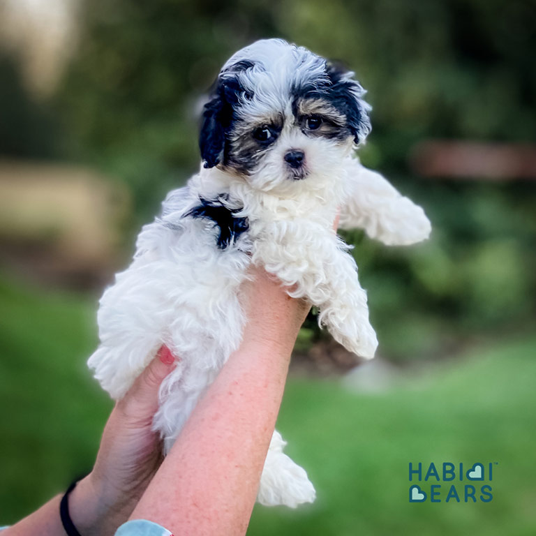 Maltipoo puppy beiing held in the air