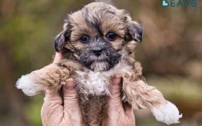 What is a Teddy Bear Dog?