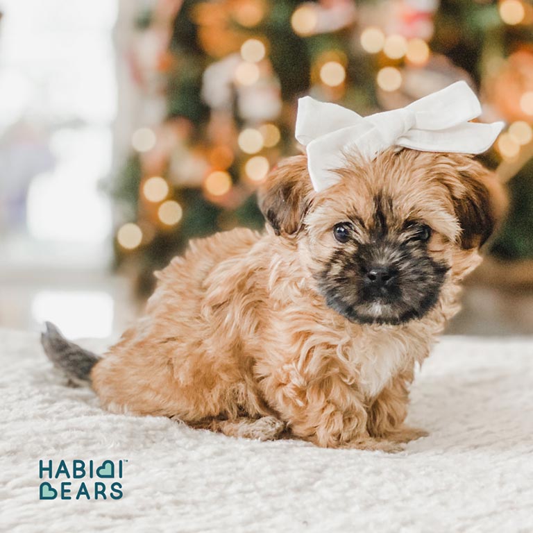 Teddy-Bear-Dog-3 Teddy Bear dog with a white bow in his head