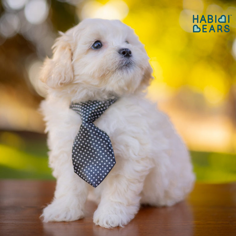 White Teddy Bear puppy with a grey tie