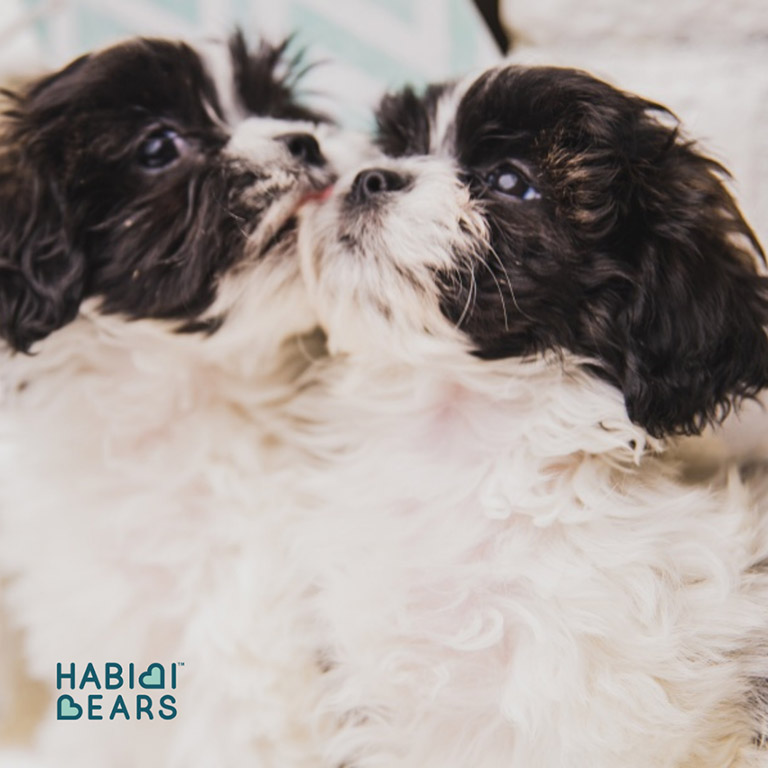 Two Teddy Bear Dogs for sale at Habibi Bears
