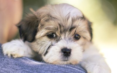 What Are Teddy Bear Puppies?