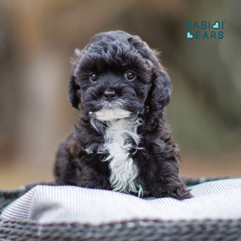 Black Schnoodle puppy, how long does a Schnoodle live?