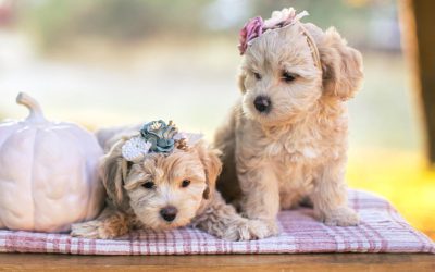 How Long Does a Schnoodle Live?