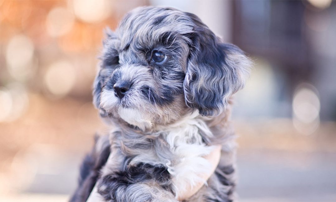 What Is a Cavapoo? Meet the Habibi Bear Difference