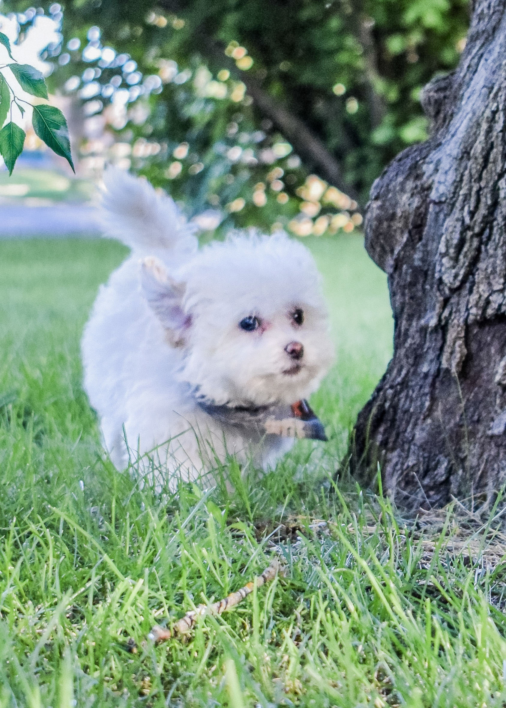 cute puppy running in the dog days of summer