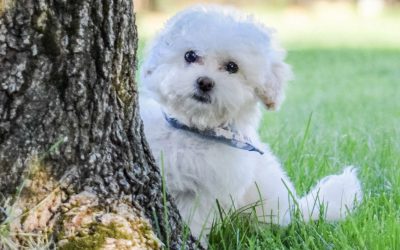 Ferncliff – Teacup – Boy-Special Price!