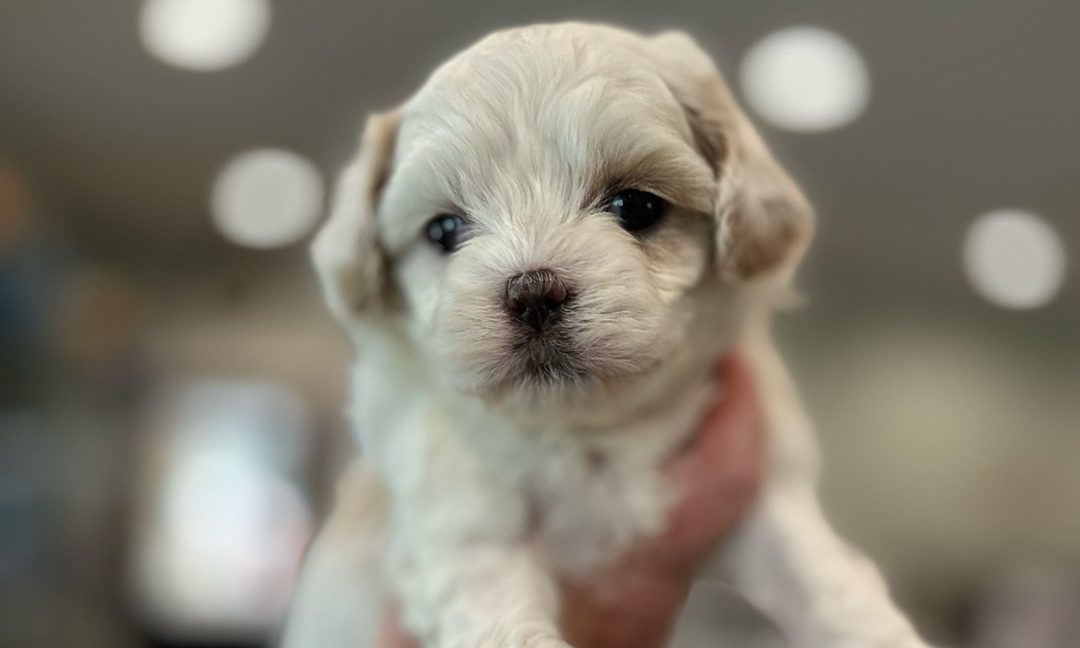 How Big Does a Cavapoo Get? Your Complete Size Guide
