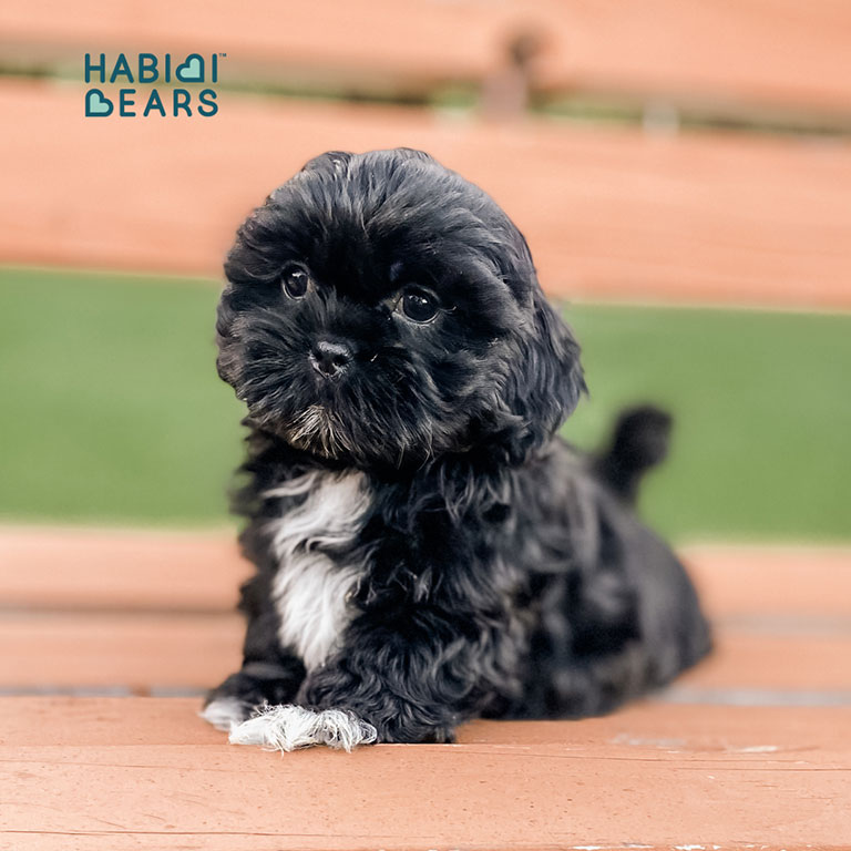 How-Big-Does-a-Maltipoo-Get-2 Black Maltipoo puppy