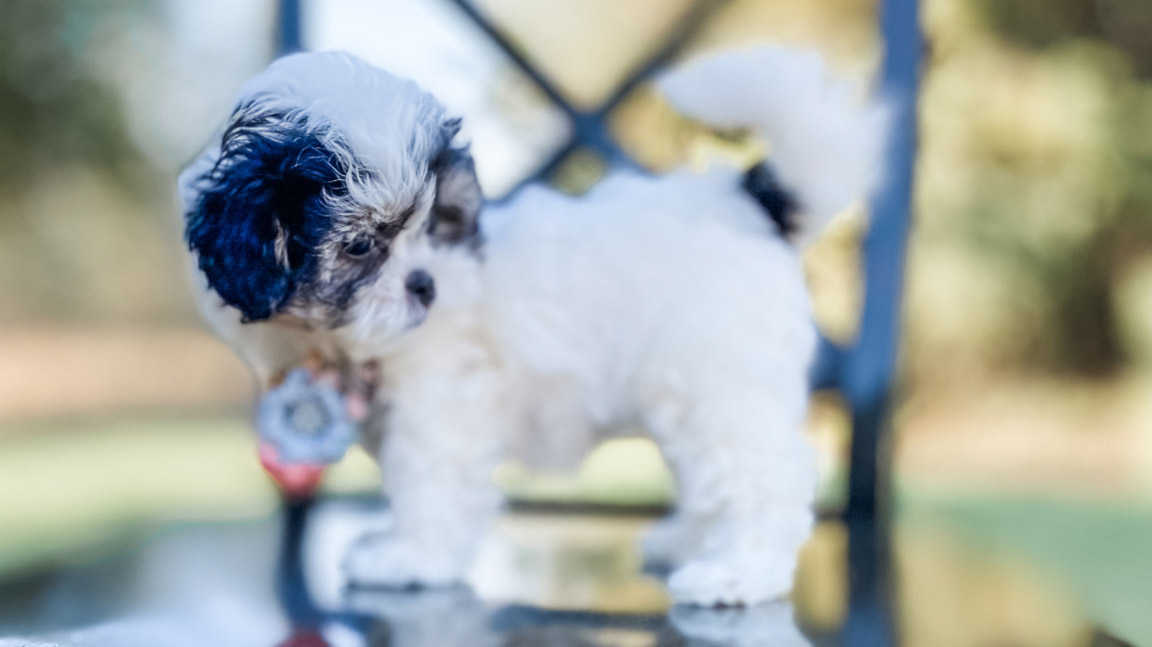 How-Big-Does-a-Maltipoo-Get-3 Black and white Maltipoo puppy