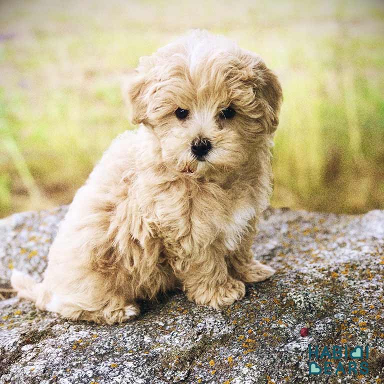 How-Big-Does-a-Maltipoo-Get-5 Maltipoo puppy at Habibi Bears