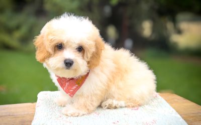 Cortado – Mini – Boy – Available