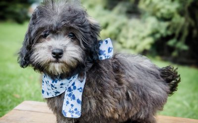Midnight – Small Mini – Boy – Available