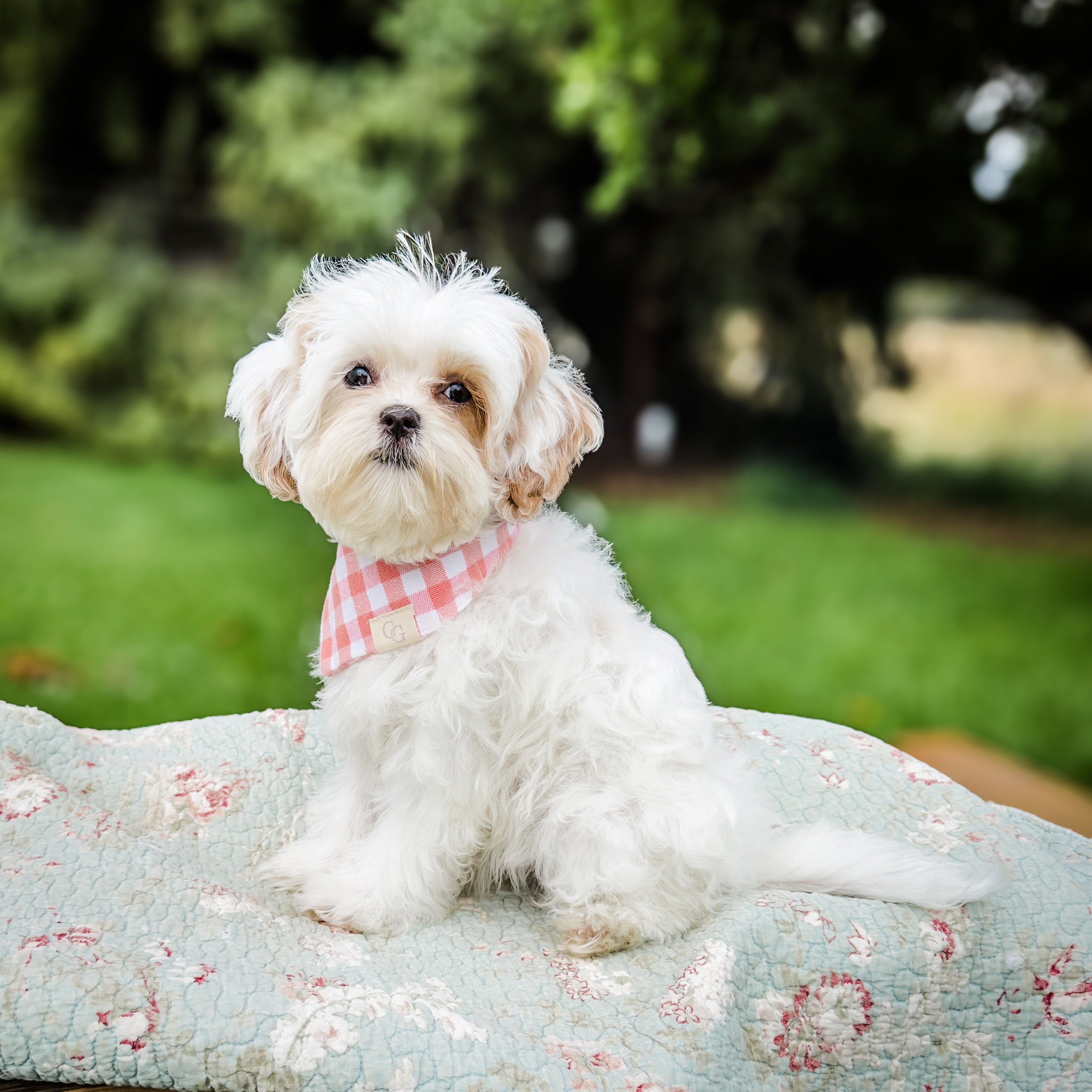 Successful New Puppy Homecoming – Calm, Easy Tips for Your Habibi Bear’s First Days