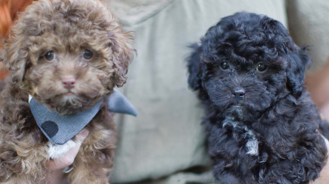 Maltipoo puppies for sale at Habibi Bear