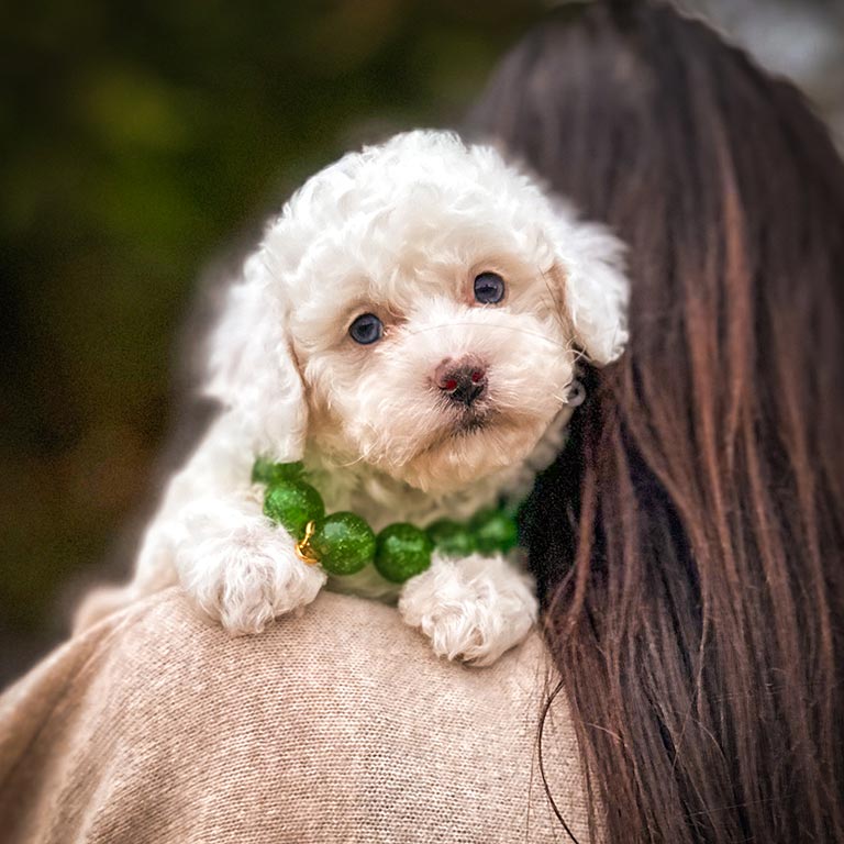 Maltipoo-vs.-Habibi-Bear-4 Woman hugging a Maltipoo puppy
