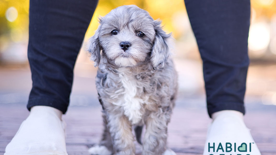 Habibi Bear puppy standing between owner's legs