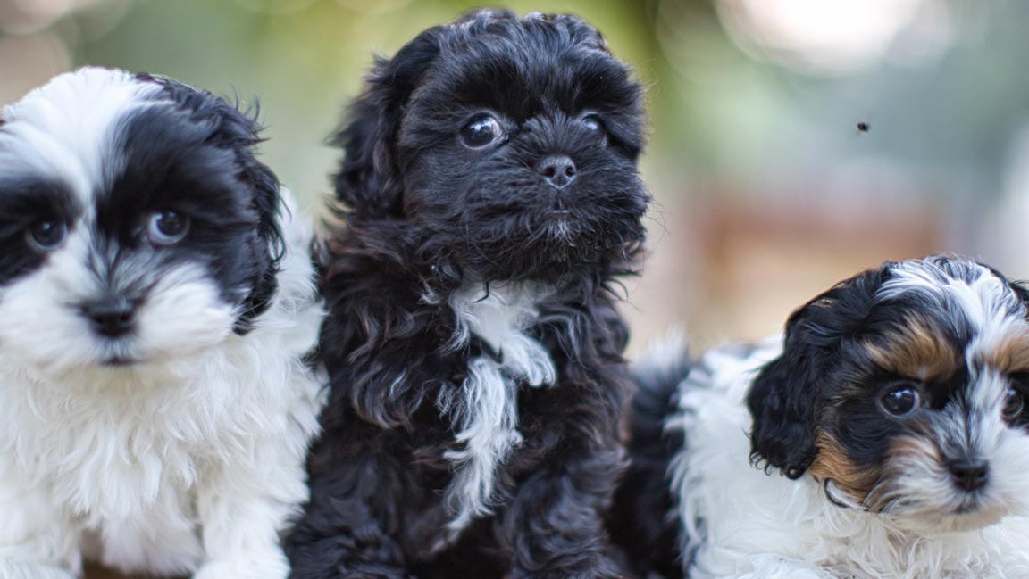 Maltipoo-vs.-Habibi-Bear-banner Maltipoo vs. Habibi Bear, let's compare