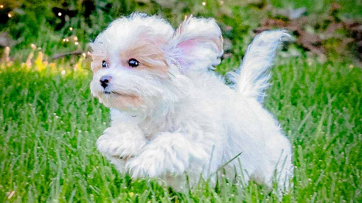 Teacup Maltipoo puppy running in the grass