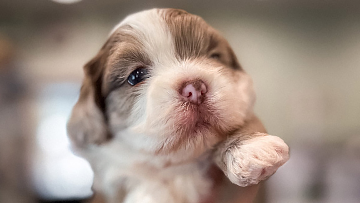 Teacup Maltipoo for sale
