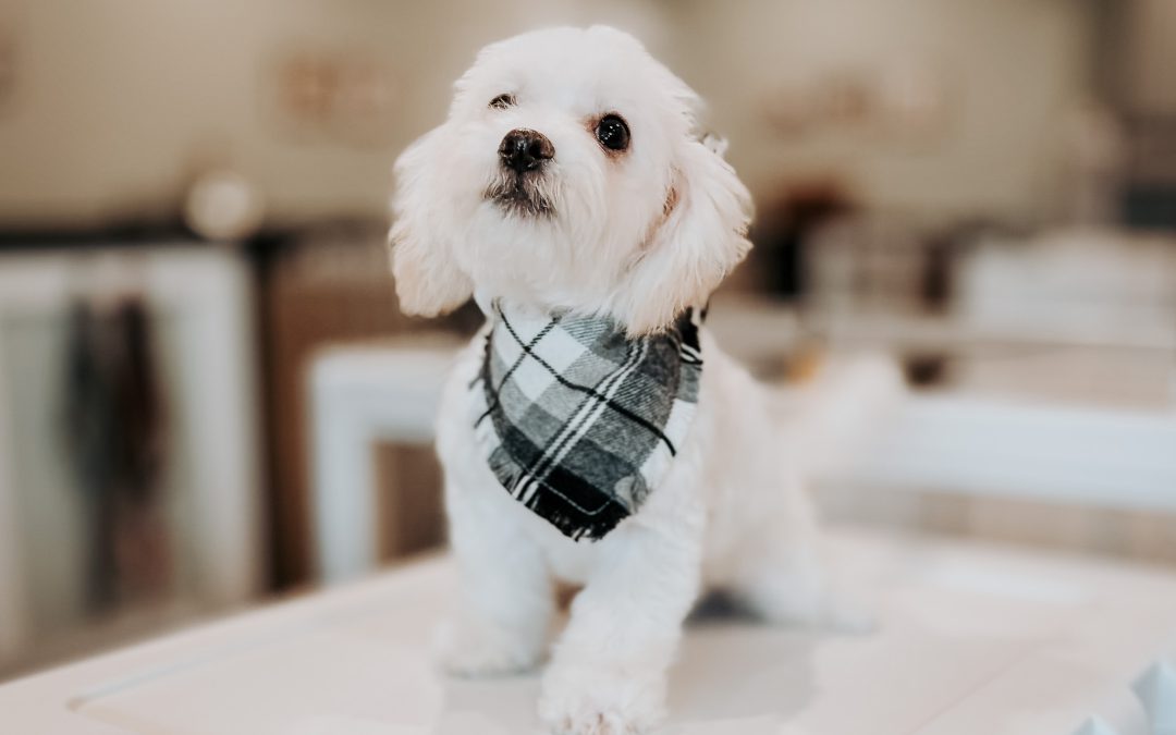 Puppy Socialization: Sensory Tips for Confident Puppies