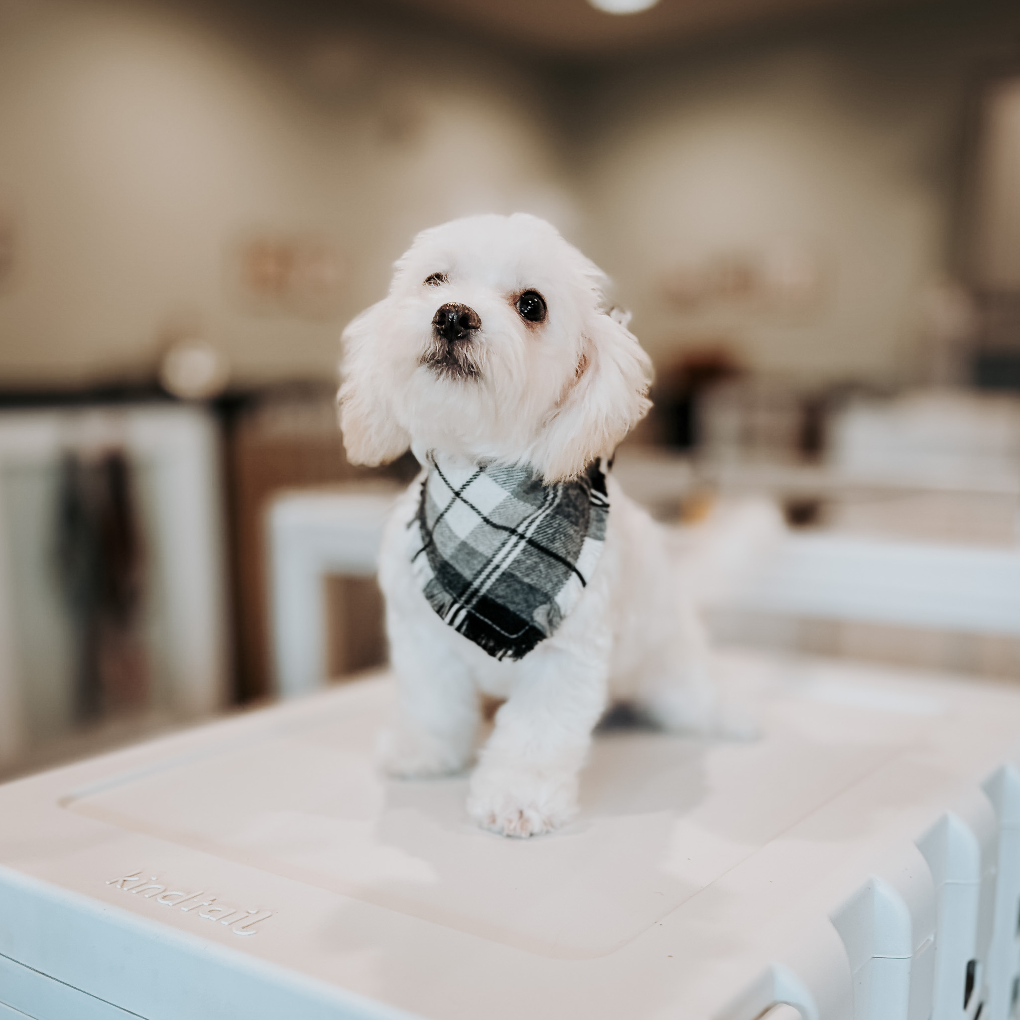 Puppy Socialization how to raise your puppy and learn about puppy socialization