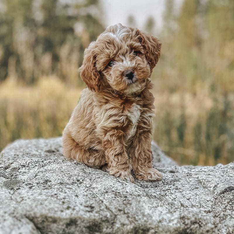 adorable teddy bear puppies for sale | Habibi Bears