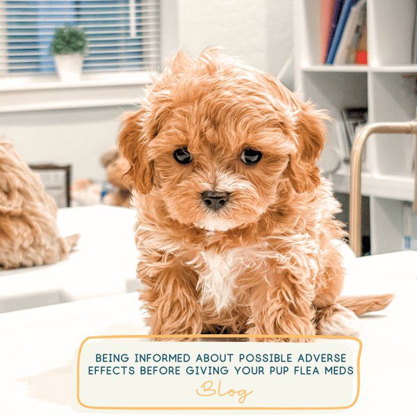 Being Informed About dangerous effects of flea medications before giving to your dog