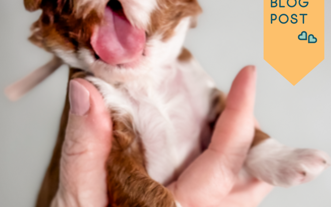Tried and True Doggy Comfort Techniques for New Puppy Parents