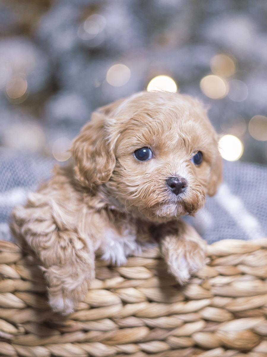 eggnog-3 Red puppy