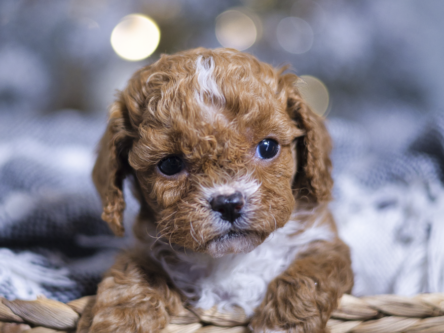 Mindful Puppy Parenting, Using Puppy Affirmations to Build Trust and Connection