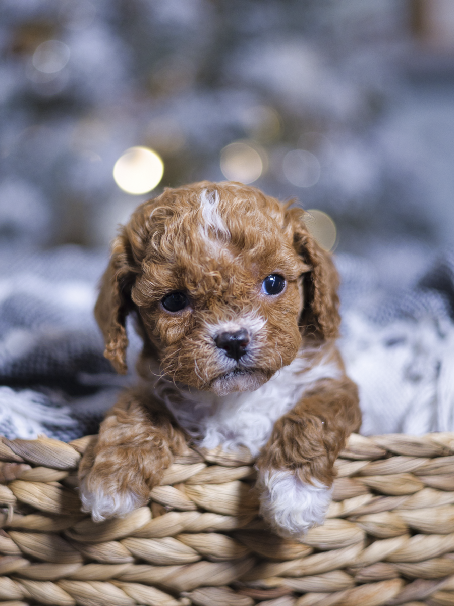 honeybun2-1 Black teacup Maltipoo puppy