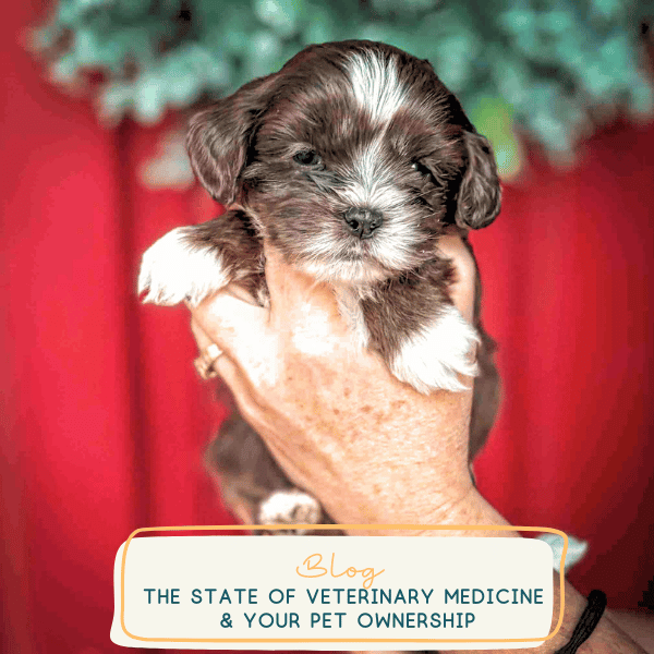 The State of Veterinary Medicine and Pet Ownership, How It Affects the Quality of Care