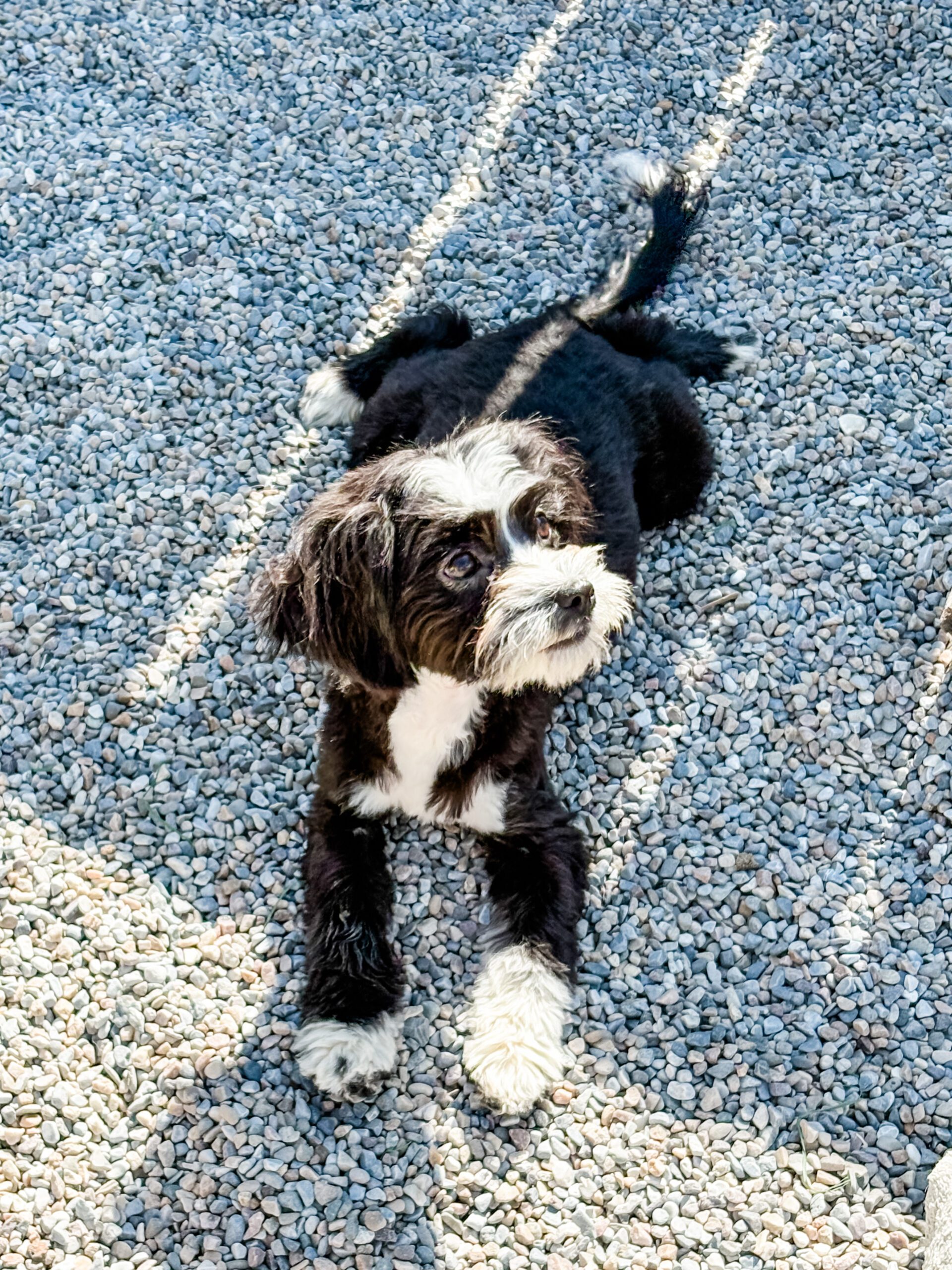 Bristol - girl habibi bear puppy for sale Garnet