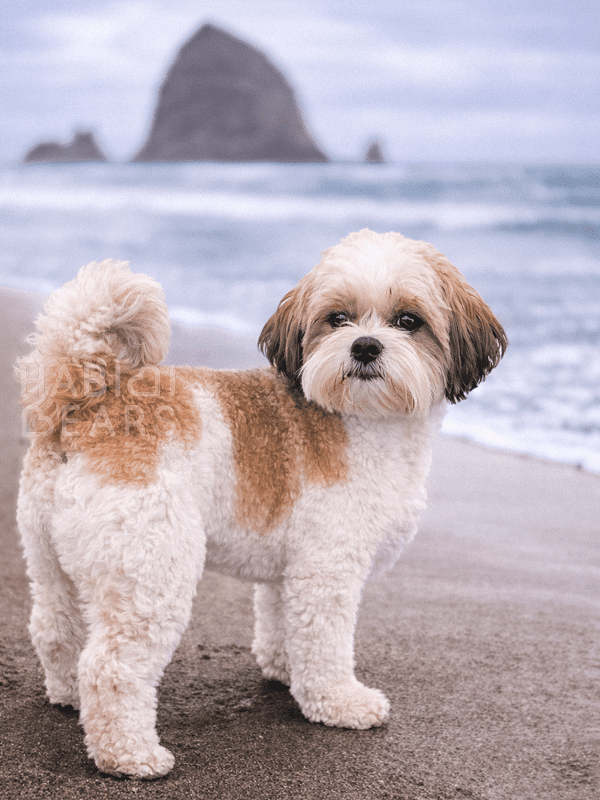 Basil Beach 2