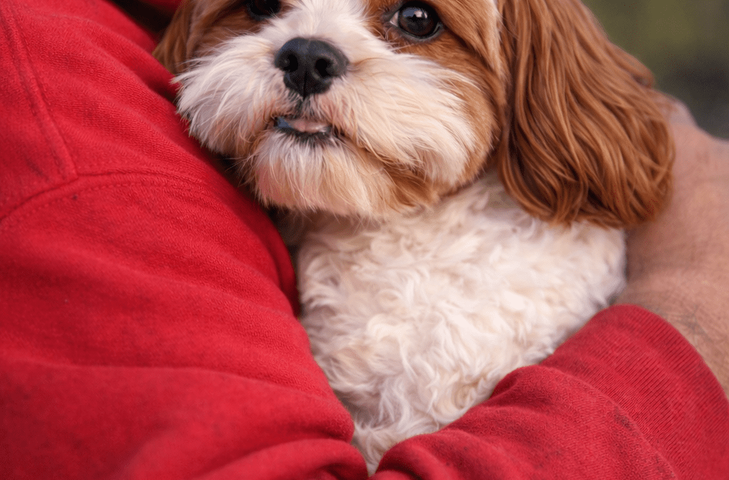 Is Hack Mentality & Dog Training Shortcuts damaging your relationship with your dog?