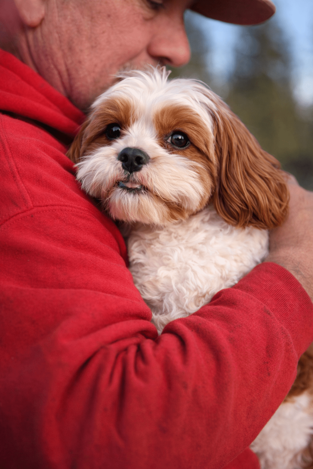 shaping calm confident resiliant dogs