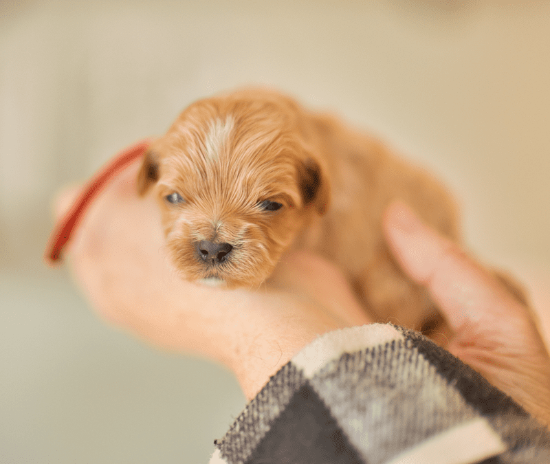 Calm Puppy Training: Creating Safety and Structure for Anxious Dogs