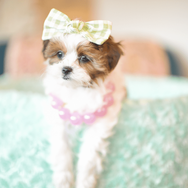 calm puppy resting peacefully in structured pen during puppy preparation for success<br />
