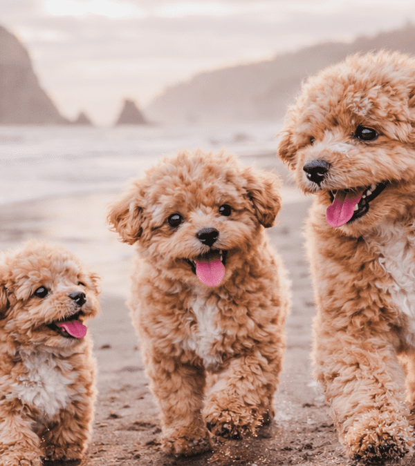 Puppy Preparation for Success: Pay Now or Pay Later With Your New Dog