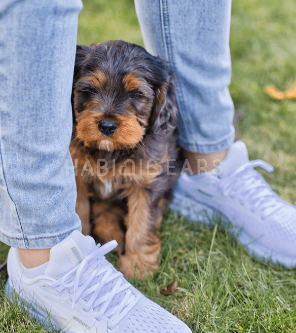 Scatter Feeding for Dogs: A Simple Way to Calm and Reset Your Companion